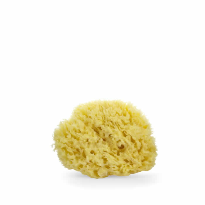 Lua & Lee Sponge 1 единица